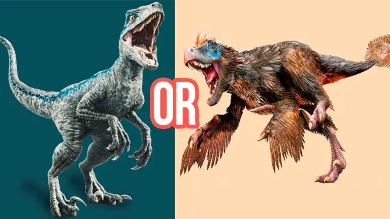 about velociraptor