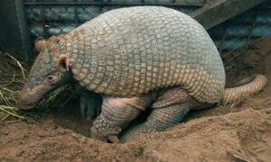 Giant Armadillo (Priodontes maximus)