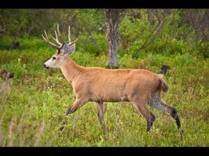 Marsh Deer (Blastocerus dichotomus)