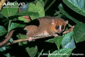 Brazilian Arboreal Mouse (rodentia muridae)