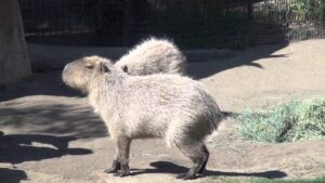 Capybara (Hydrochoerus hydrochaeris)