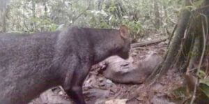 Short-eared dog (Atelocynus microtis)