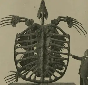 Archelon dinosaur