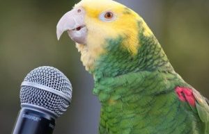 Birds That Can Talk