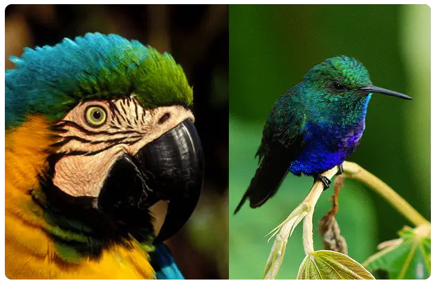 Birds in the Rainforest