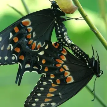 Facts about Butterflies & Moths – How to Tell the Difference