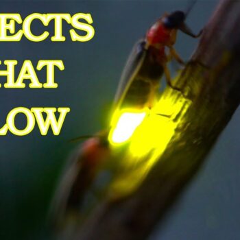 Firefly Facts