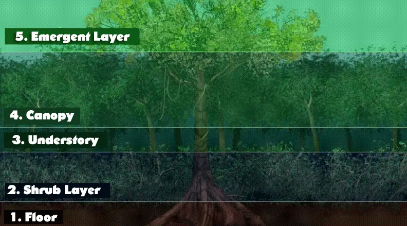 layers of the rainforest