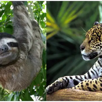 Animals of the Rainforest Facts