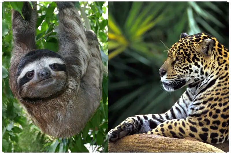 Mammals of the Rainforest