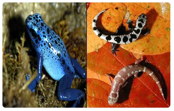 rainforest amphibians