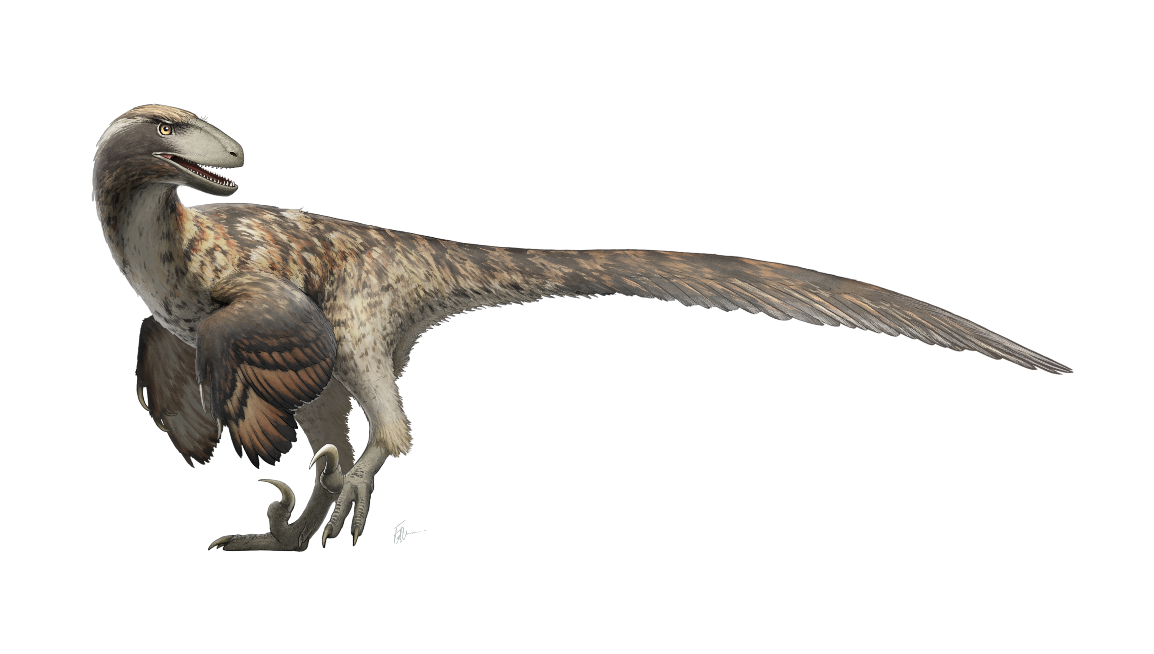 10 Facts About Deinonychus, the Terrible Claw