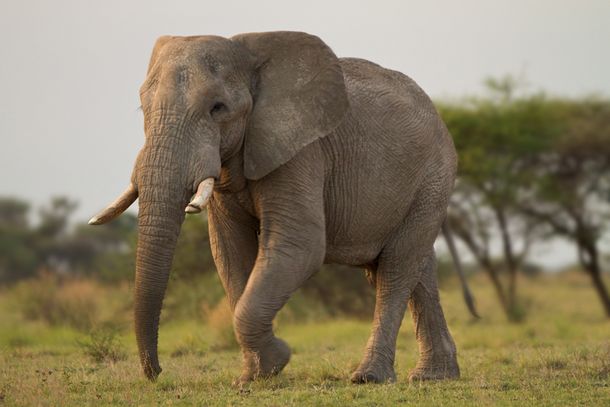 ELEPHANT elephant Top 10 Unknown Animal Facts
