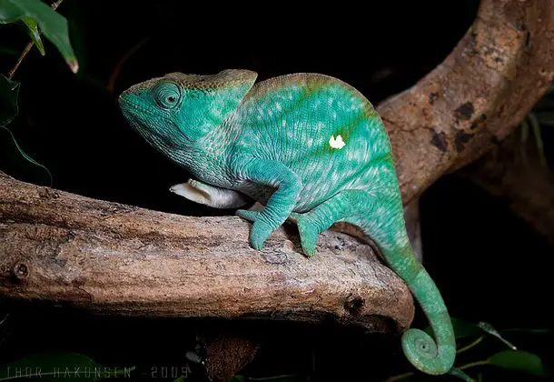 chameleon Top 10 Unknown Animal Facts