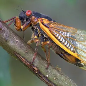 Cicada Facts