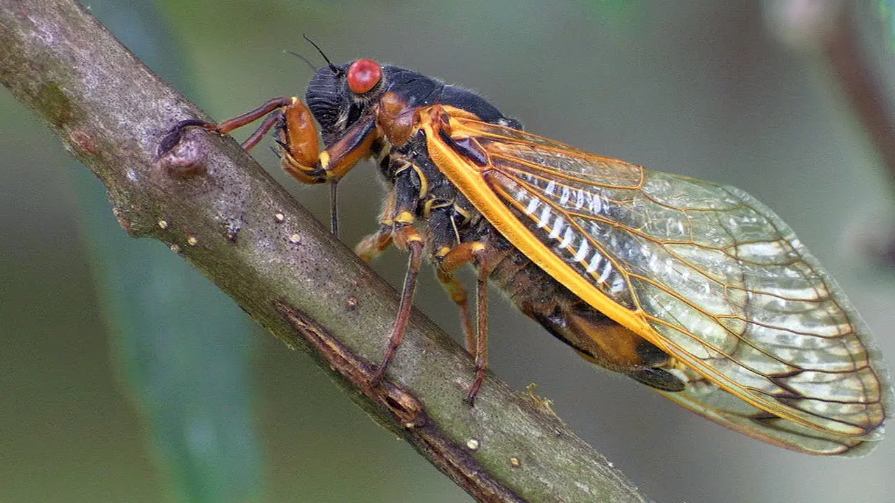 Cicada Facts Science Facts