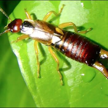 Earwig Facts