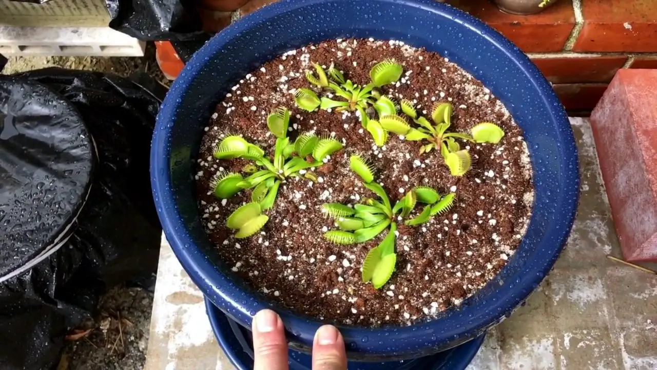 Grow Your Own Venus Flytrap Science Facts