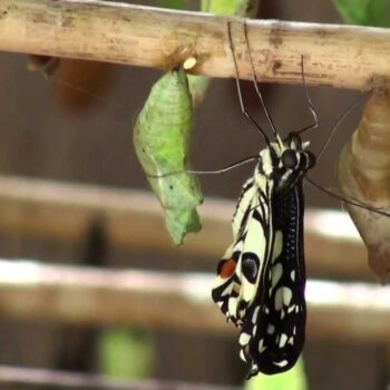 How to Make a Cheap Bug Cage