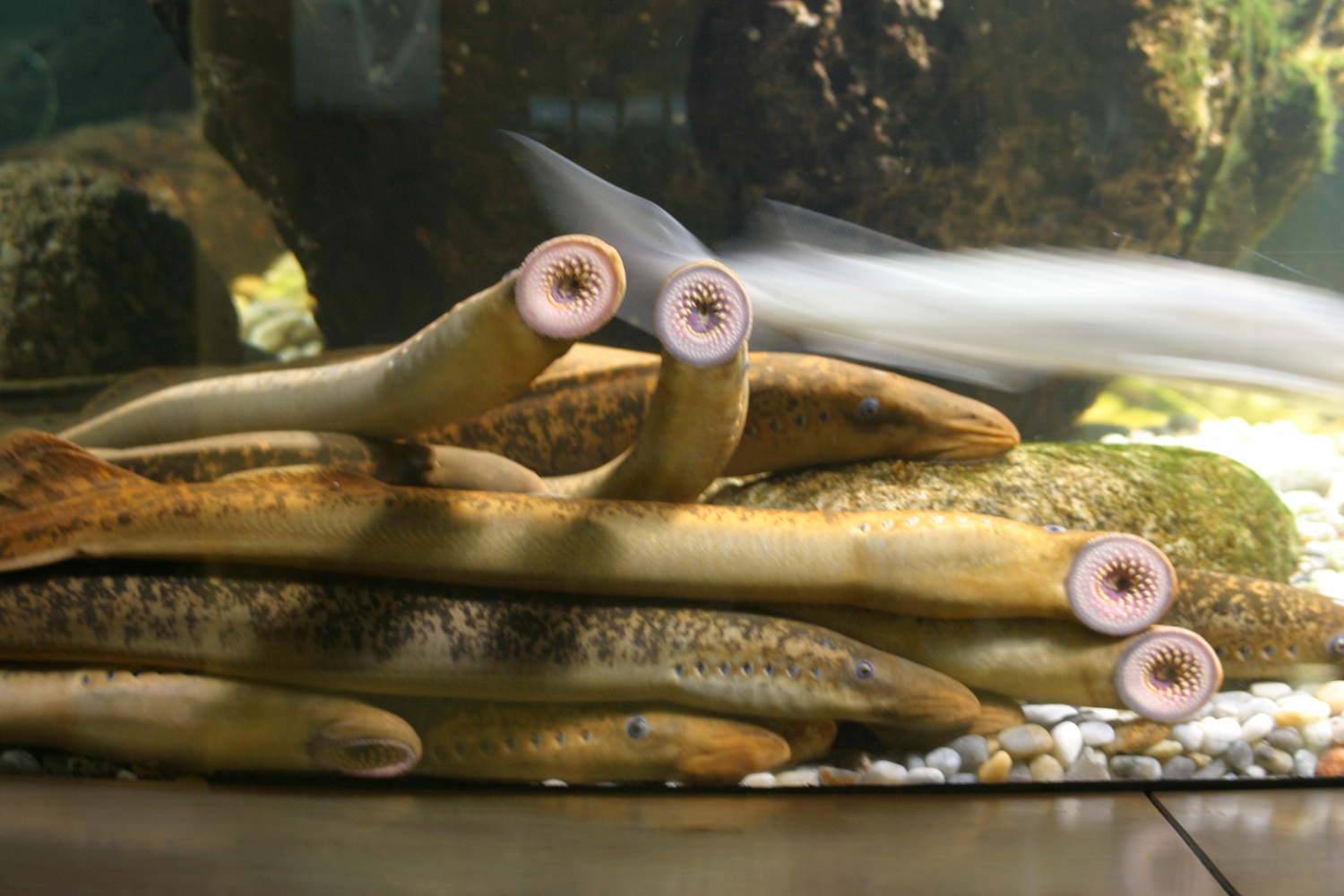 Lampreys