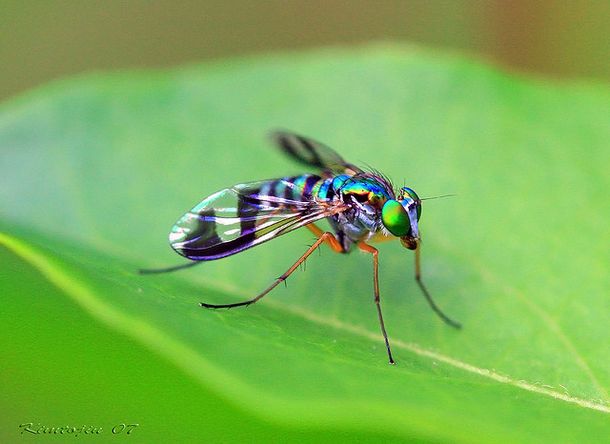 mosquito mosquto Top 10 Unknown Animal Facts