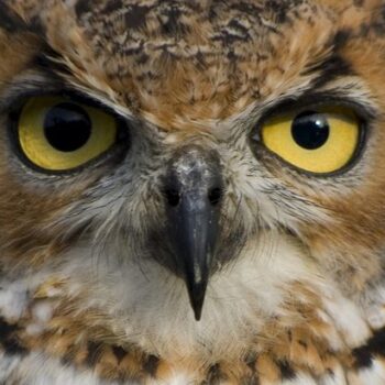 Top 10 Unknown Facts About Animals