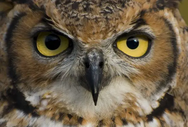 Owls Eyes owl1 Top 10 Unknown Animal Facts