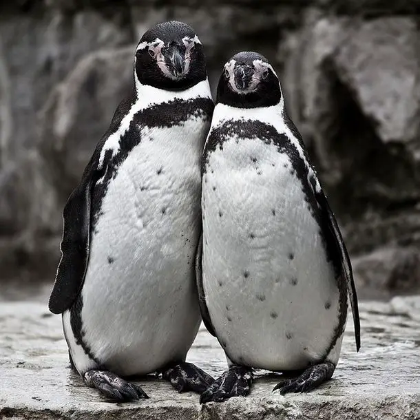penguin peng1 Top 10 Unknown Animal Facts
