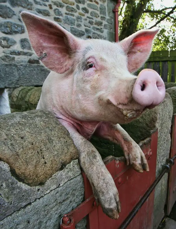 Pig Pig Top 10 Unknown Animal Facts
