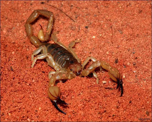 scorpion Top 10 Unknown Animal Facts