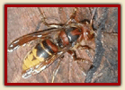 Honey Bee & European Hornet