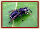 Bald-faced hornet