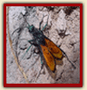 Tarantula Hawk