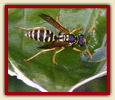 Paper wasp