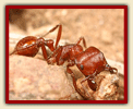 Red harvester ant