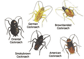 types of cockroaches