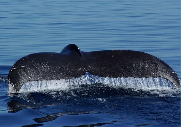 BLUE WHALE whale Top 10 Unknown Animal Facts