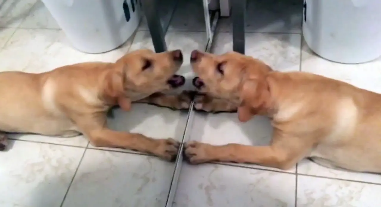 Which is Smarter? Dogs or Cats? [Experiment] Science Facts