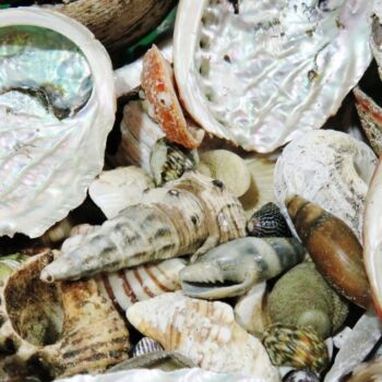 Why are Seashells Hard?