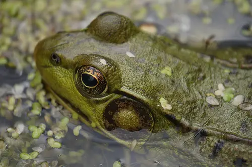 frog amphibian vs snake reptiles