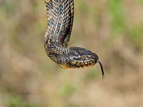 Snake is a type of reptile