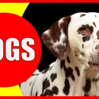 35 Fun Facts About Dogs