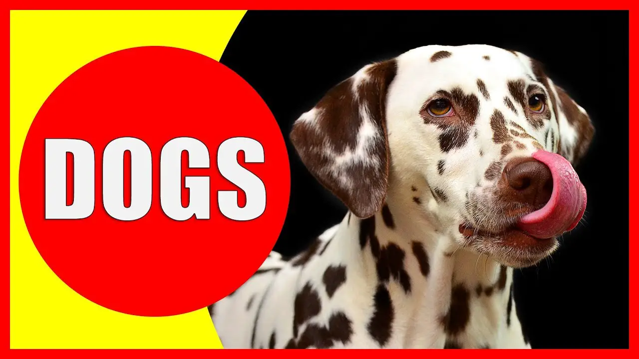 35 Fun Facts About Dogs Science Facts 35 Fun Facts About Dogs Science Facts