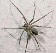 The Loxosceles Recluse - brown recluse