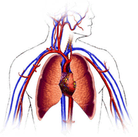 Cardiovascular System