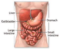 Digestive System