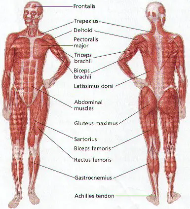 How Does The Human Muscular System Function Science Facts