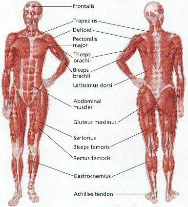 How does the human muscular system function? | Science Facts