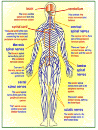 Nervous System