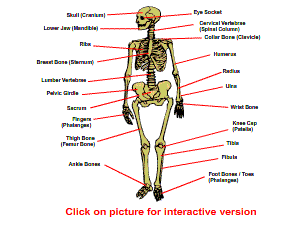 The Skeleton